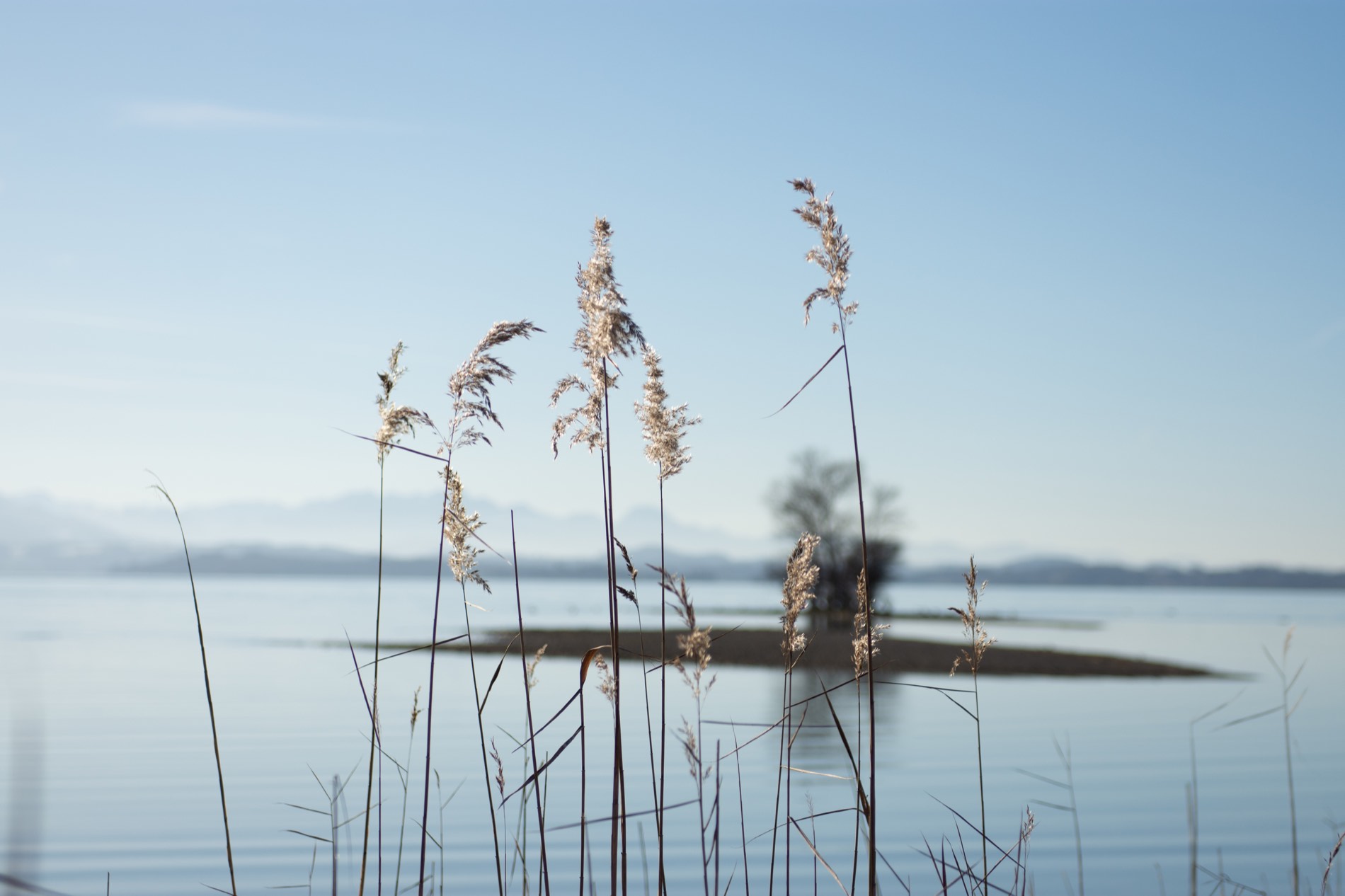Schilf am Ufer des Chiemsees, dahinter eine kleine Insel und die Alpenkette im Dunst